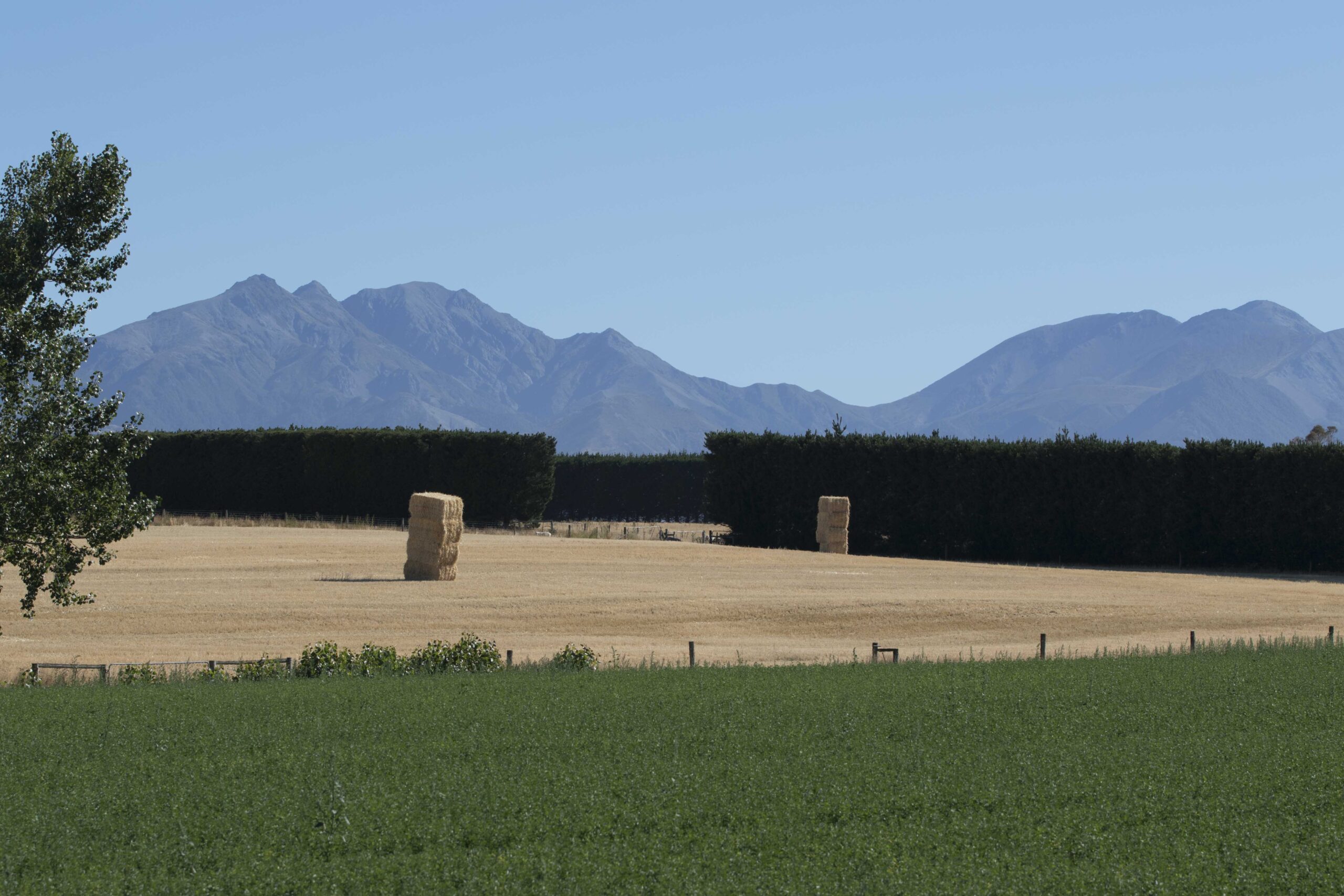 Seed sector has to stand up to resistance