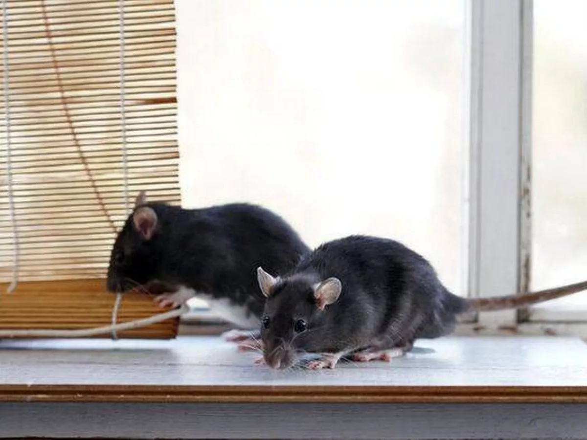 Stop rats and mice entering your home and garage with 1 common kitchen item
