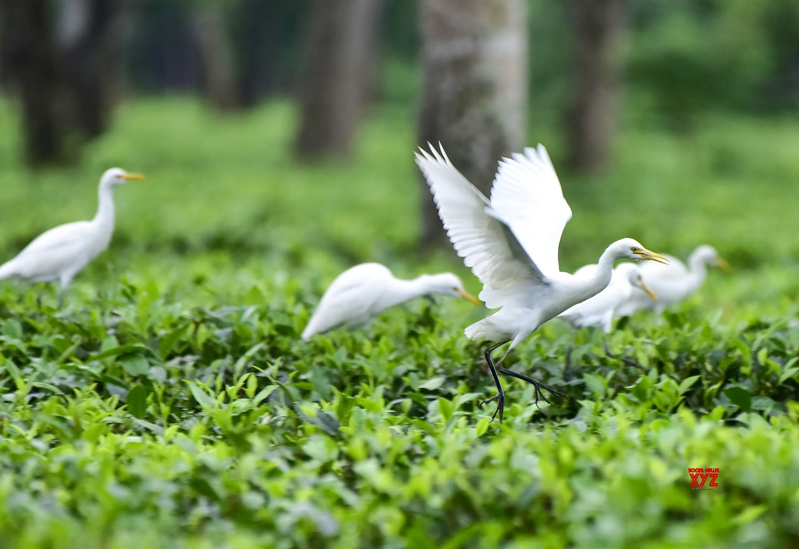 Egrets Forage in Assam Tea Garden #Gallery