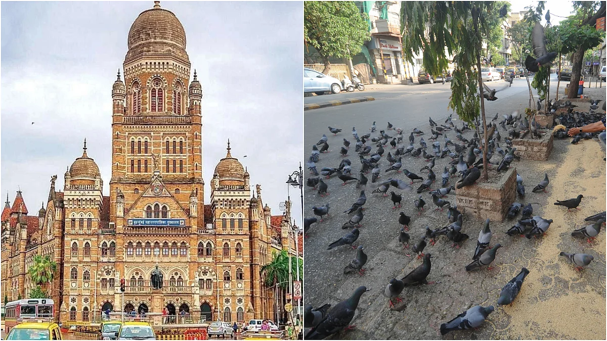 BMC Designates 4 New Pigeon-Feeding Spots Across Mumbai; Existing Kabutarkhanas To Stay Closed Until HC Order
