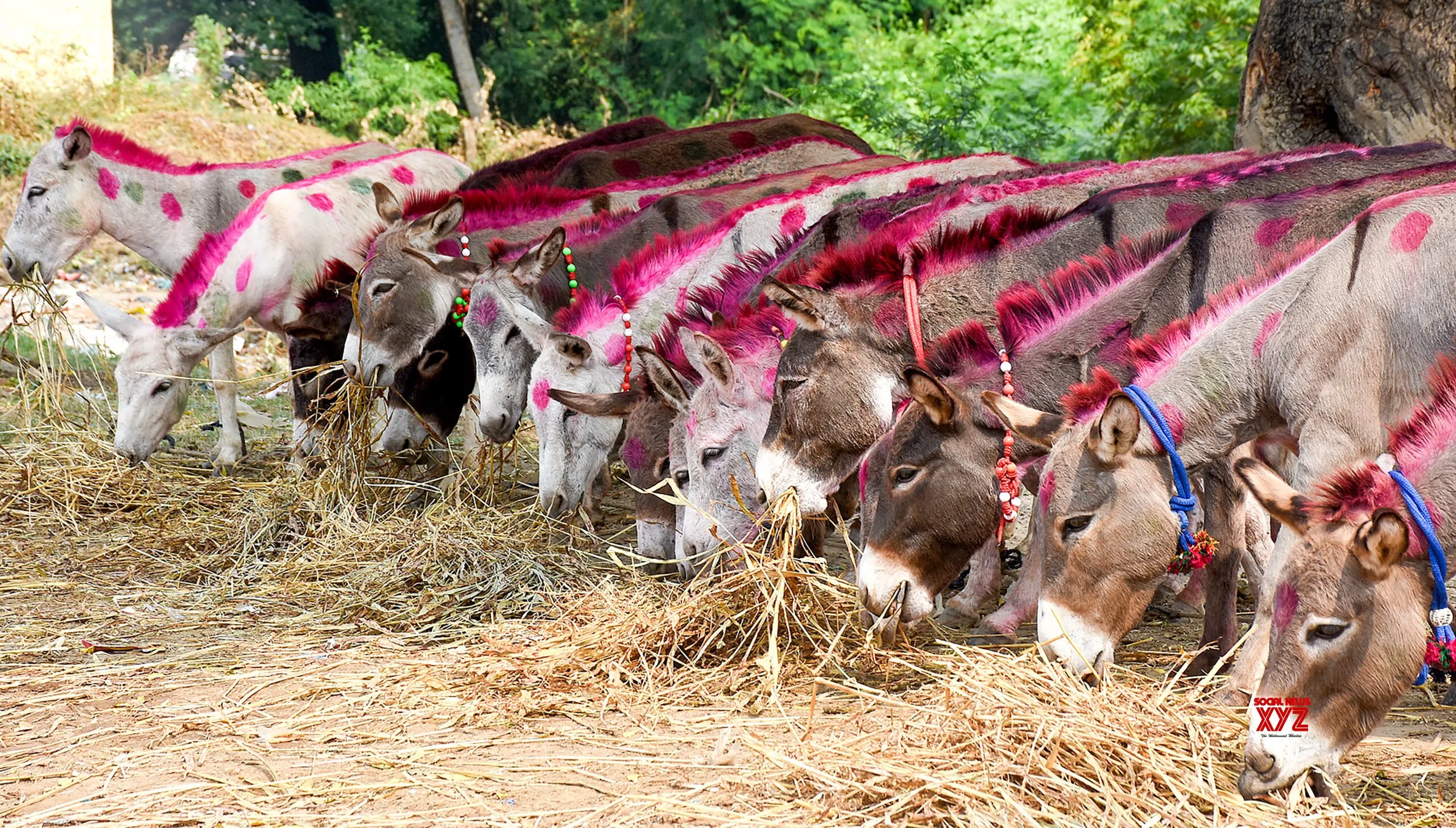 Kheda: Donkeys Feed at Vautha Animal Fair #Gallery