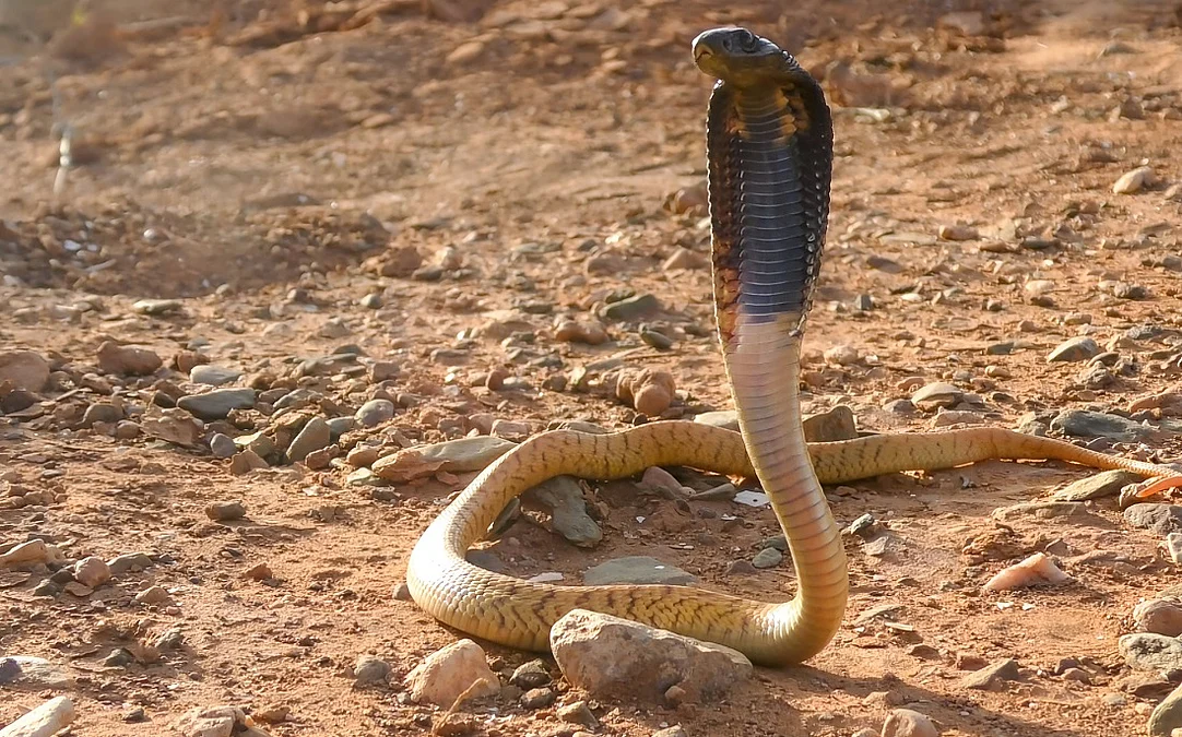 A new anti-venom discovered by researchers uses ‘nanobodies’, promises to be game changer against snakebite