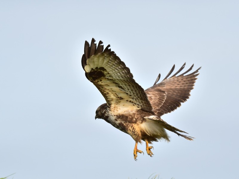 Bird flu confirmed after wild buzzard found dead near Bride