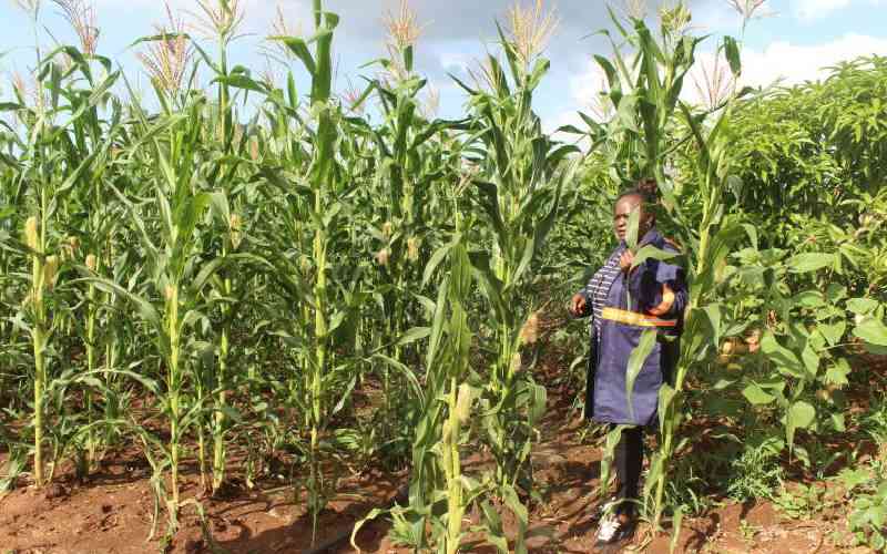 Agriculture sector borrowing balloons to Sh167.7 billion