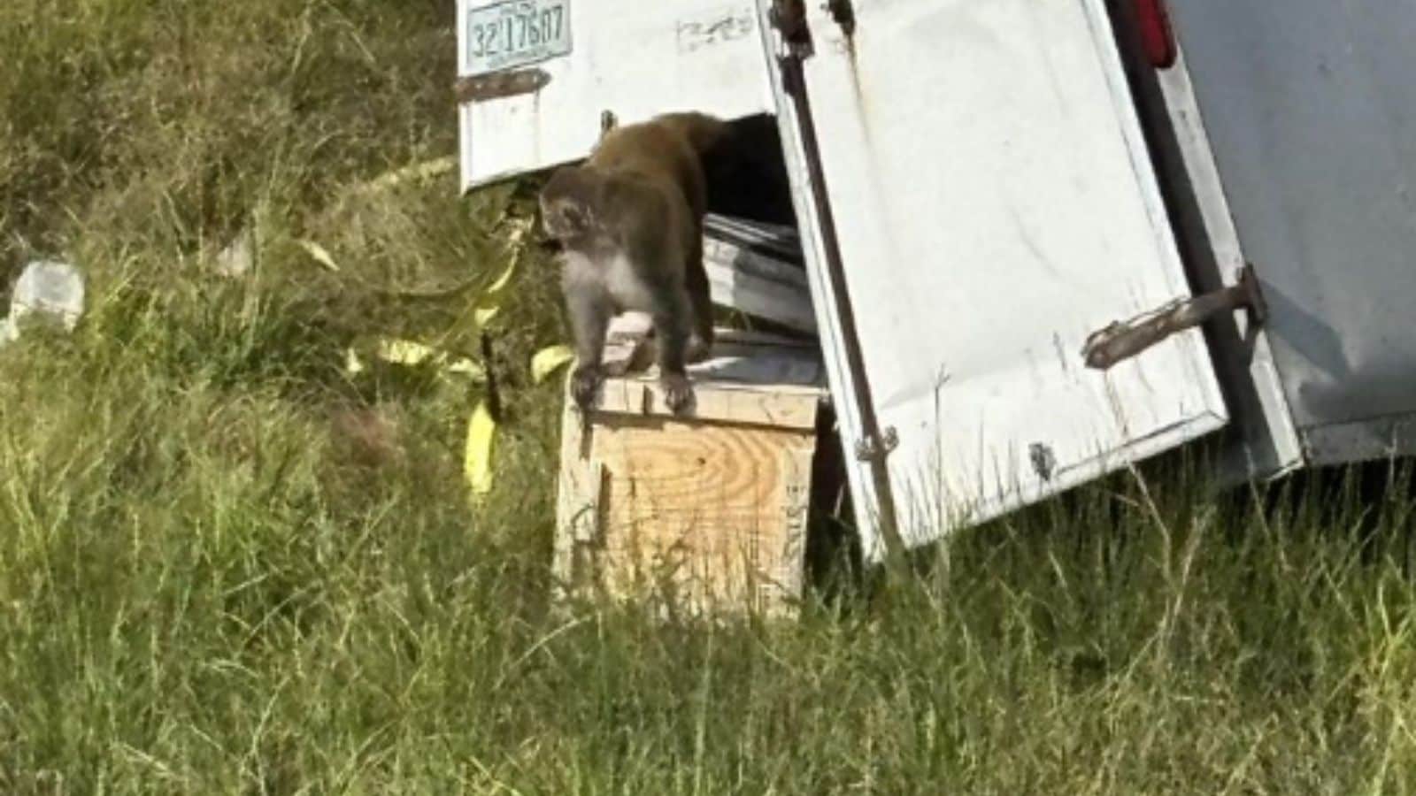 Monkeys At Large After Truck Transporting Monkeys Overturns In US' Mississippi Highway