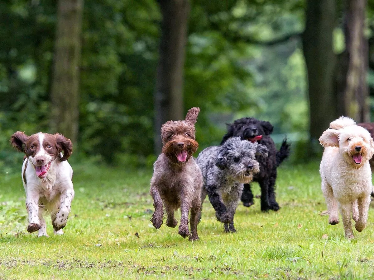 Dog expert shares exactly which breed you should own