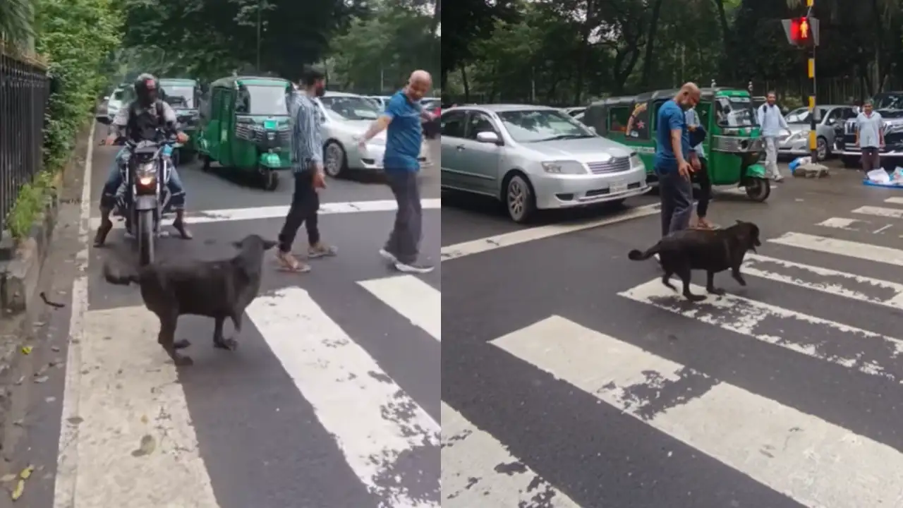 Cutest Video Of The Month! Dhaka’s Busy Traffic Cooperates Patiently As Man Helps Disabled Dog Cross A Road