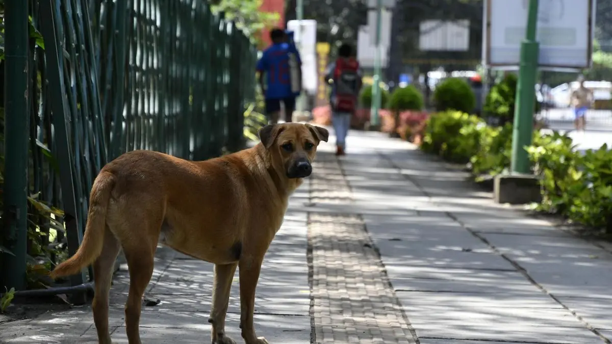 Stray dogs: SC slams States & UTs for not filing affidavits, flags continuous incidents