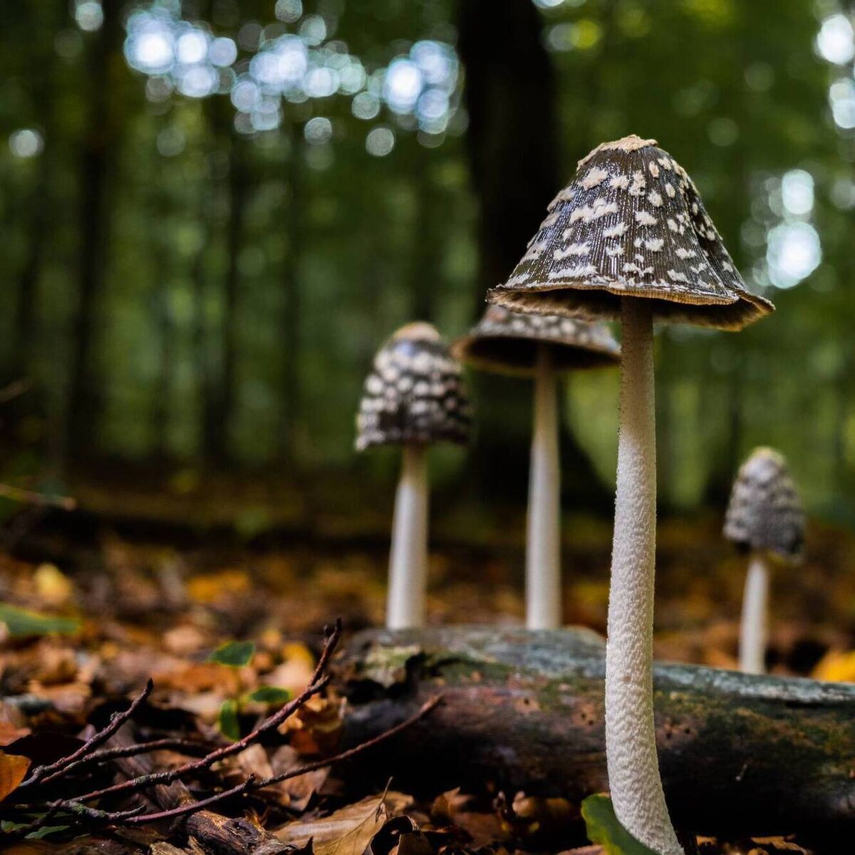 Peter Dowdall: Fungus has had bad press. Mushrooms are nature's alchemists