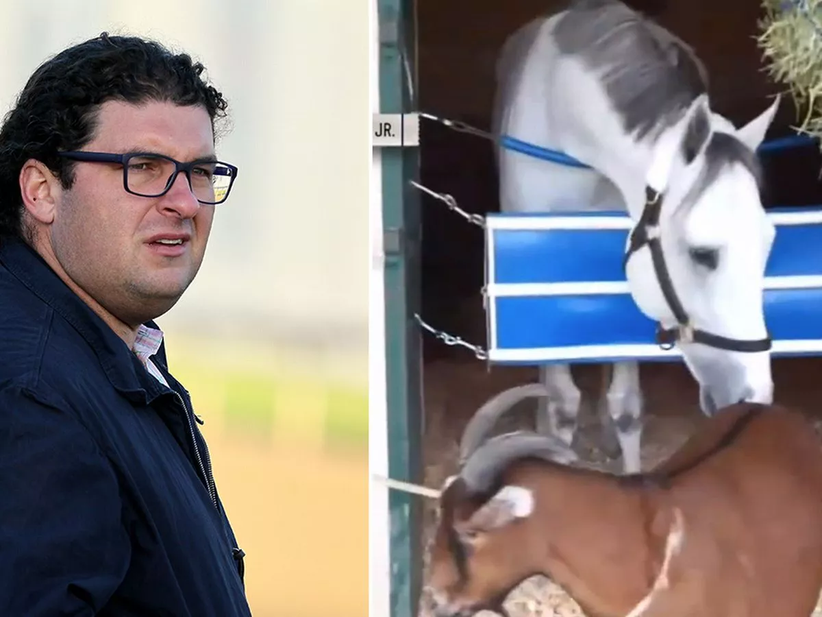 Breeders’ Cup: Trainer's secret weapon is a goat named ‘Brownie’