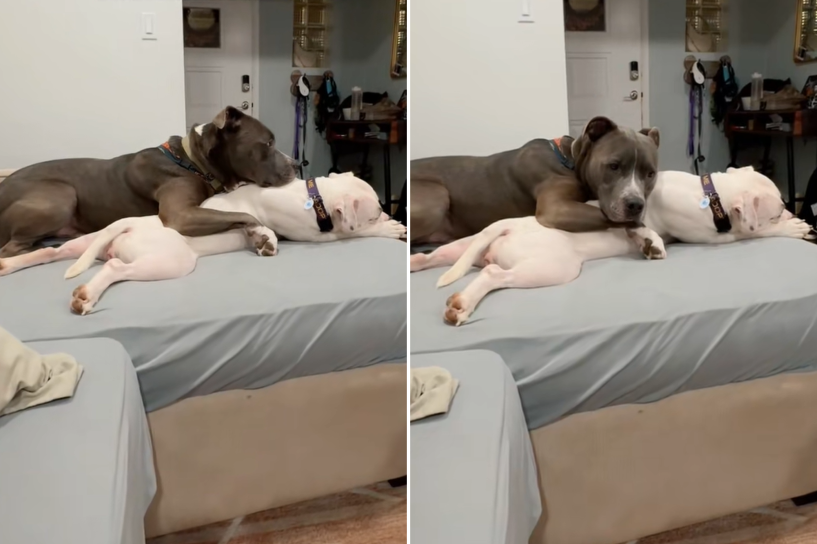 Pit Bull Falls in Love With Foster Dog—Internet Has Perfect Solution