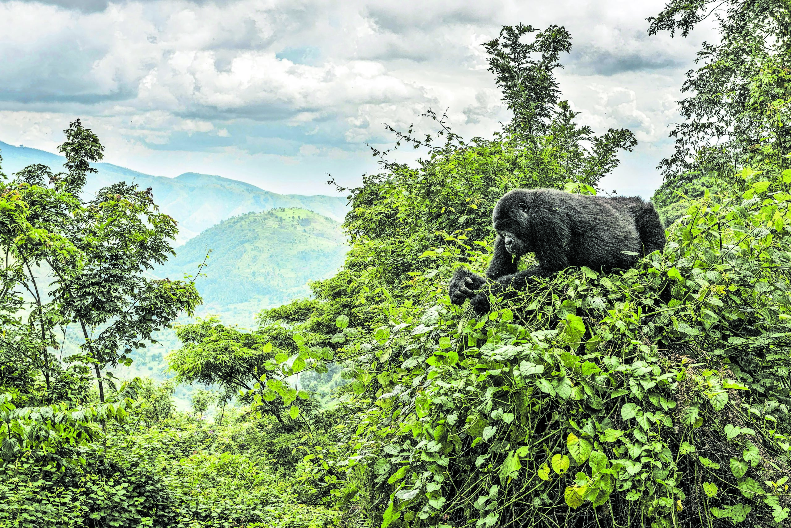 Saving gorillas, saving communities: Gladys Kalema-Zikusoka’s One Health approach