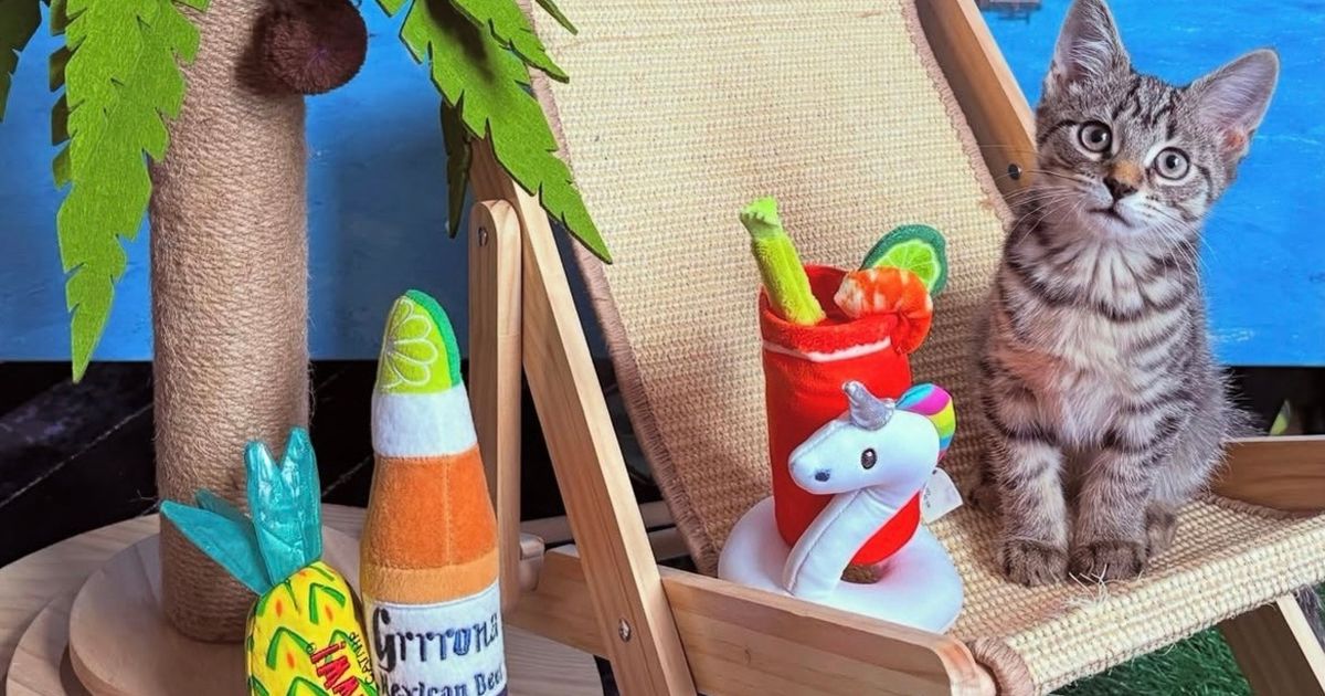 Cool foster cats strike purr-fect poses as they appeal for fur-ever homes