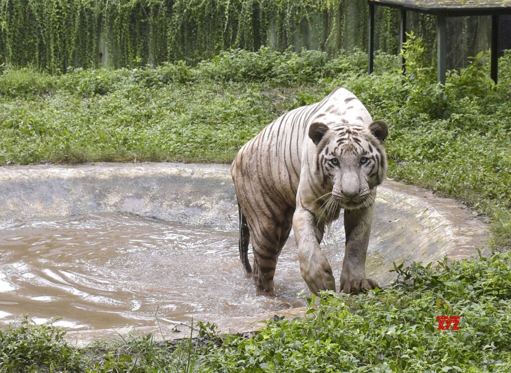 Surat: White Tiger at Sarthana Nature park #Gallery