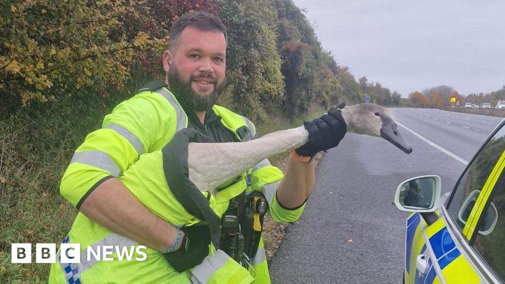 'Hot Fuzz' swan detained for being motorway menace