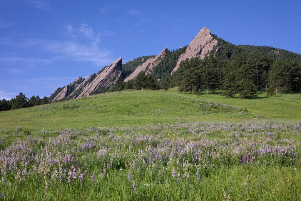 Schiffer: Wholeness comes when we embrace both of our wolves and let them work together