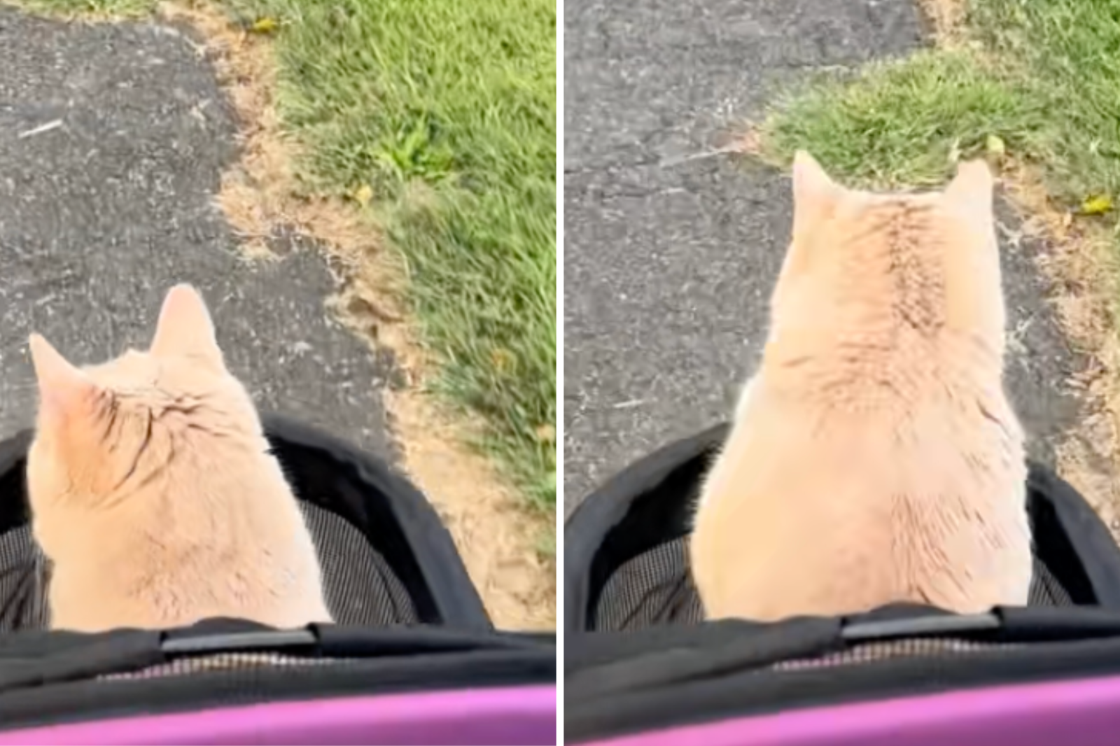 Owners Take Special Needs Cat Out in Stroller—but He Has Other Plans
