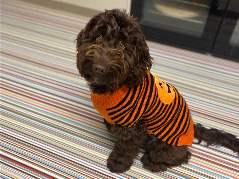 Don't force your pets into a costume if they're uncomfortable, says MSPCA