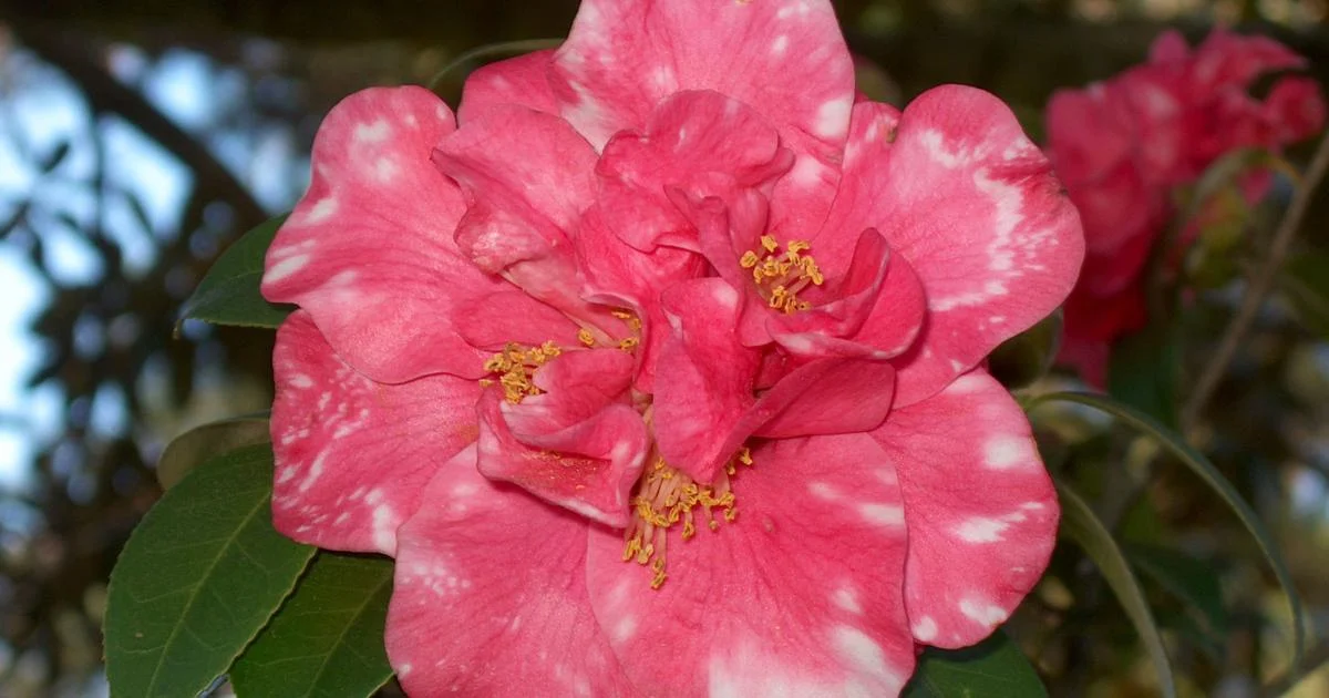 Little Wars annual fair and online citrus course happening