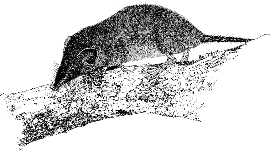 Christmas Island shrew added to international list of extinct species