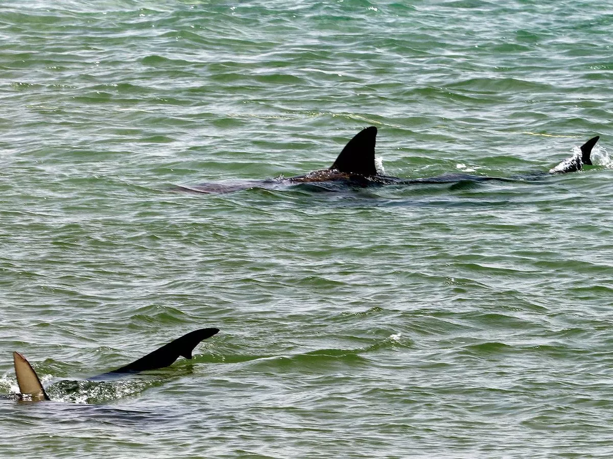 Tourist died in shark attack involving species previously thought to be harmless