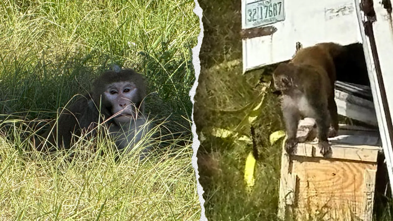Escaped monkeys from Mississippi truck crash puts spotlight on NIH-funded Tulane lab