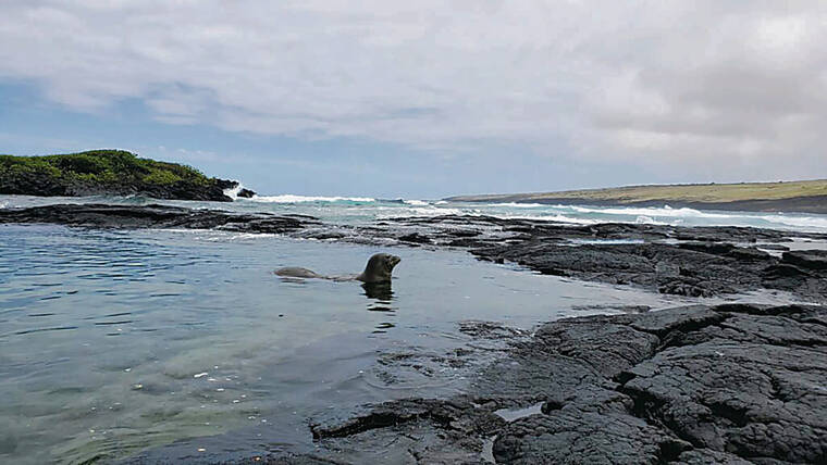 Joint effort to restore Hawaii island wetlands moves forward