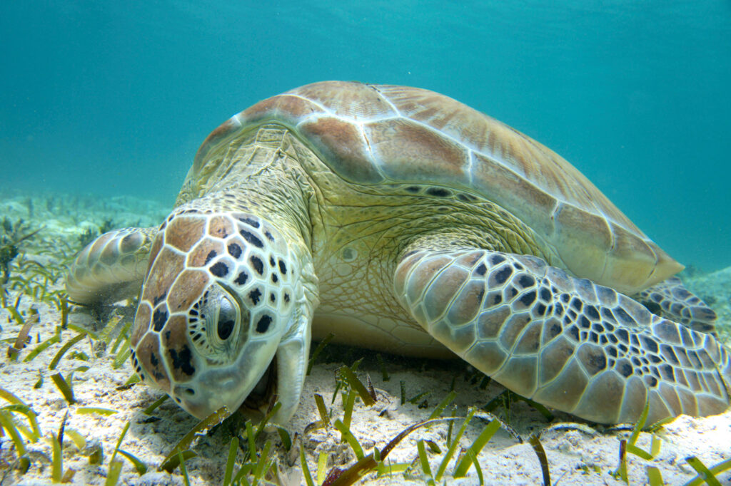 After Decades of Protections, Green Sea Turtles Have Been Saved From Extinction—For Now