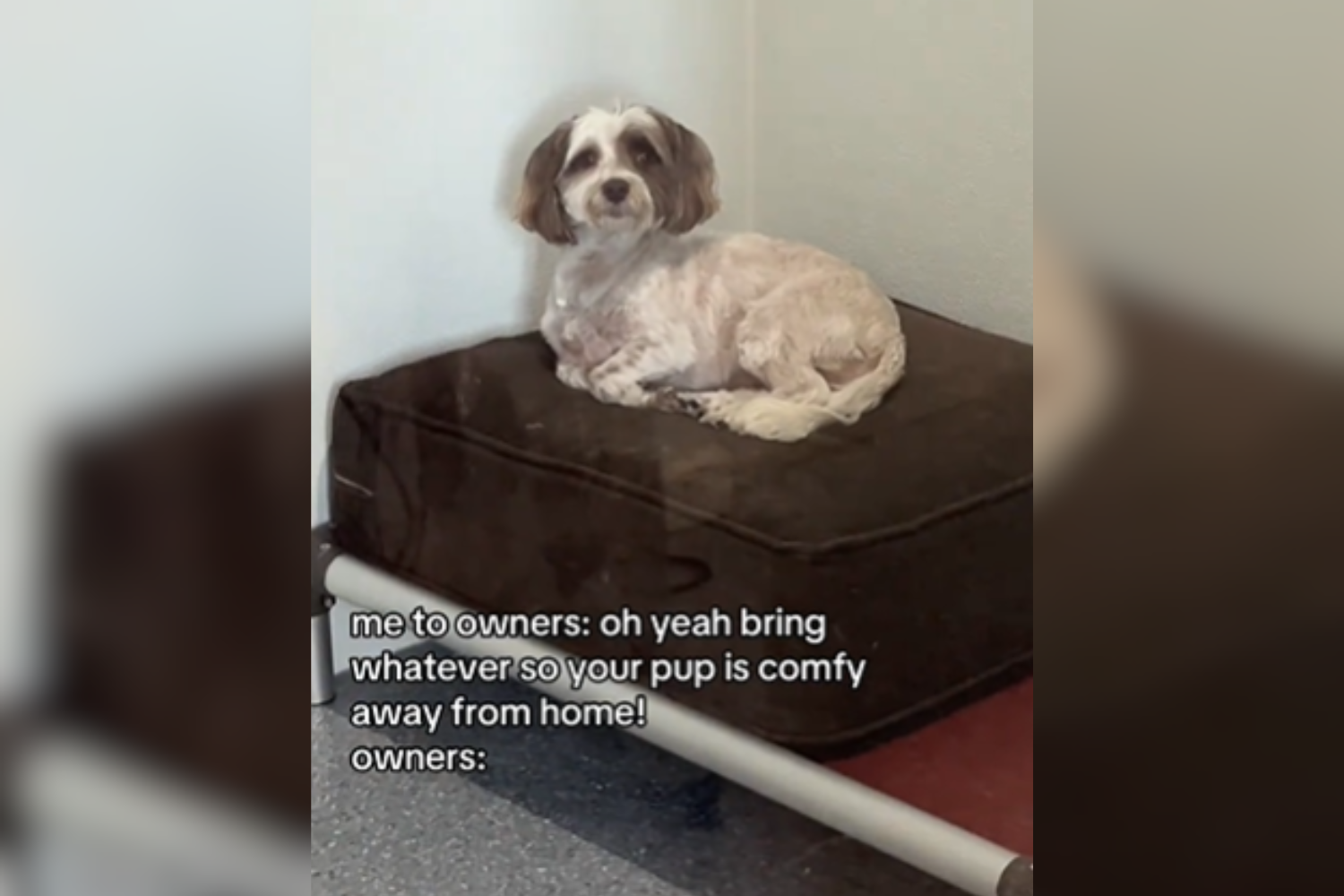 Owner Drops Off Dog at Boarding Kennel—Nobody Prepared for What He Brings
