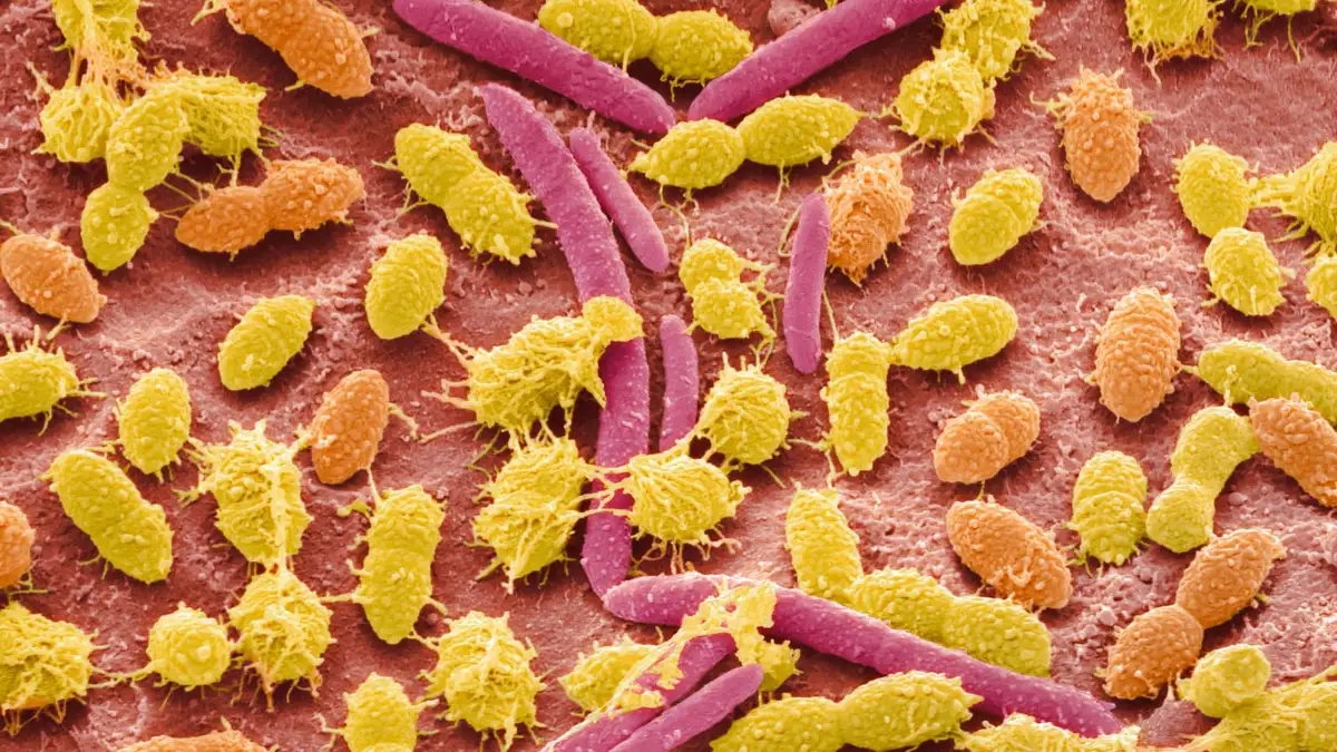 The gut microbiome may play a role in shaping our personality