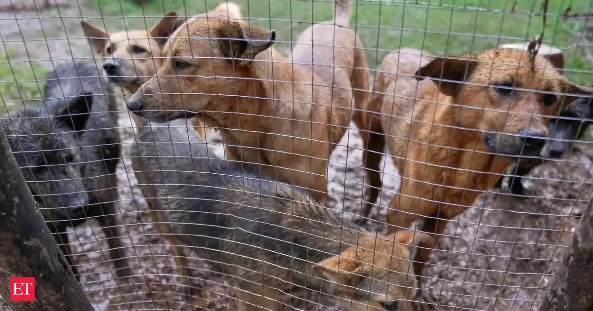 Stray dogs case: Supreme Court refuses to exempt Bihar chief secretary from appearing before it on Nov 3