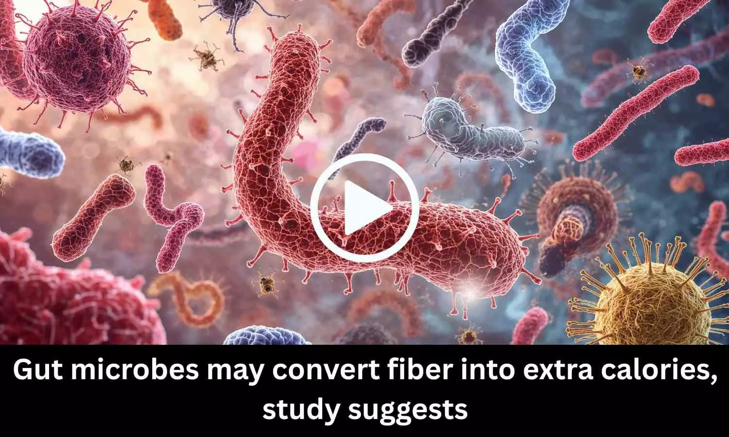 Gut microbes may convert fiber into extra calories, study suggests