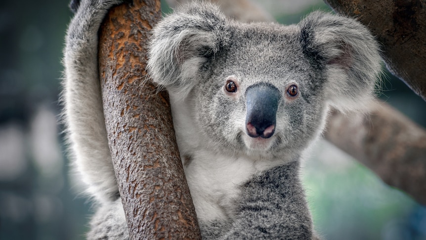 Thermal drones key to 'incredibly exciting' koala cluster discovery