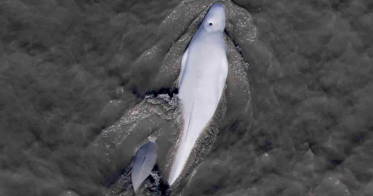 Opinion: As CIRI shareholders, we value Cook Inlet belugas over a gold mine