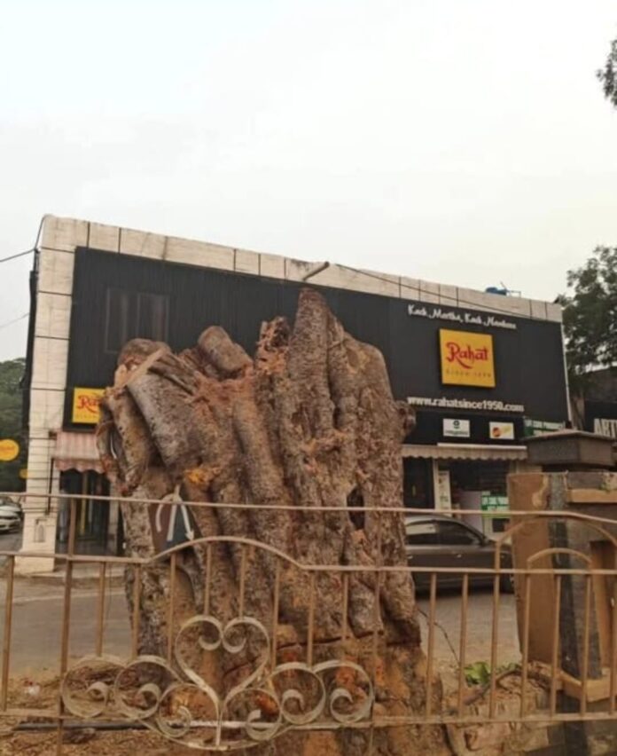Controversy surrounds the removal of 150-year-old tree in Lahore 