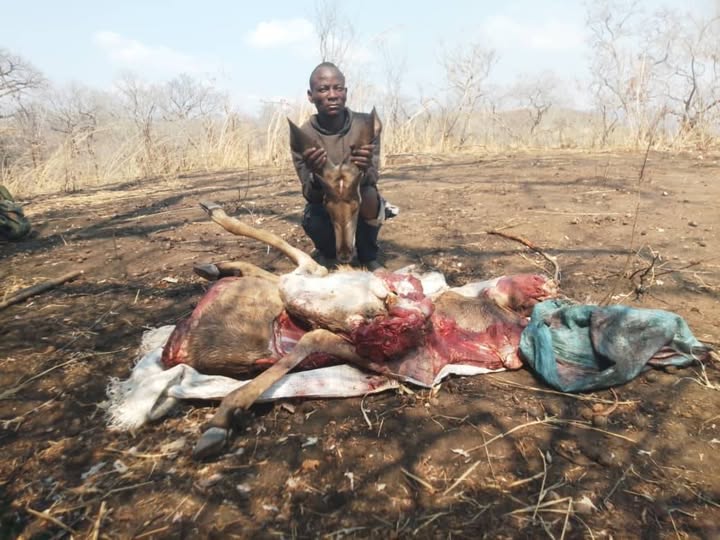 Man Jailed Five Years for Killing Protected Animal in Thuma Game Reserve