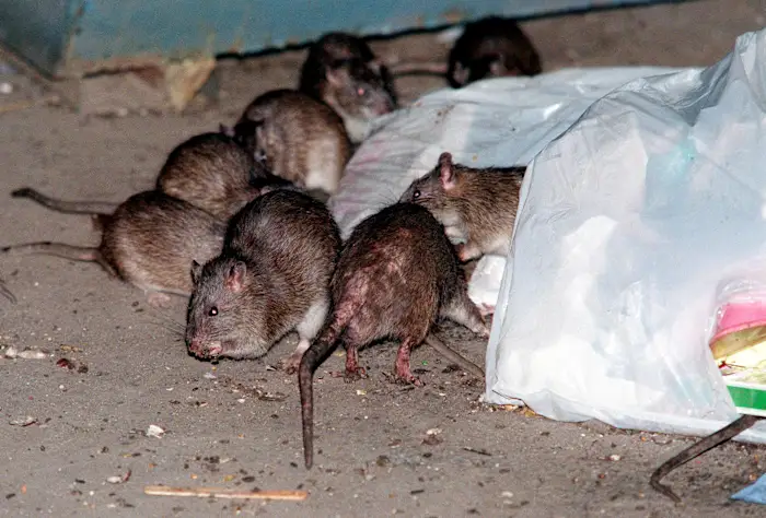 Detroit and 2 other Michigan cities named among worst for rats nationwide