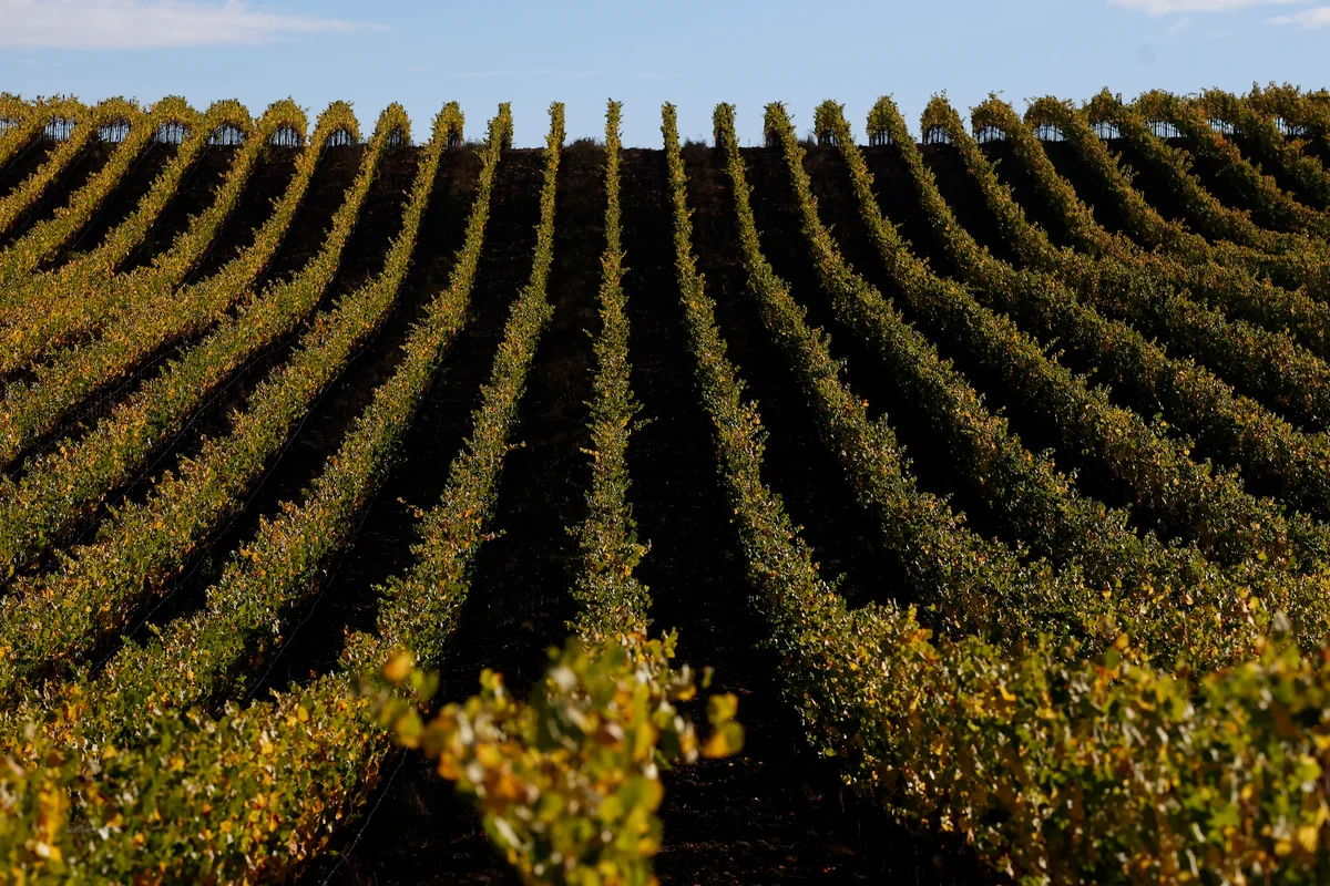 Welcome to Grape Camp: Where adults are spending $5,000 to make their own wine at luxury vineyards