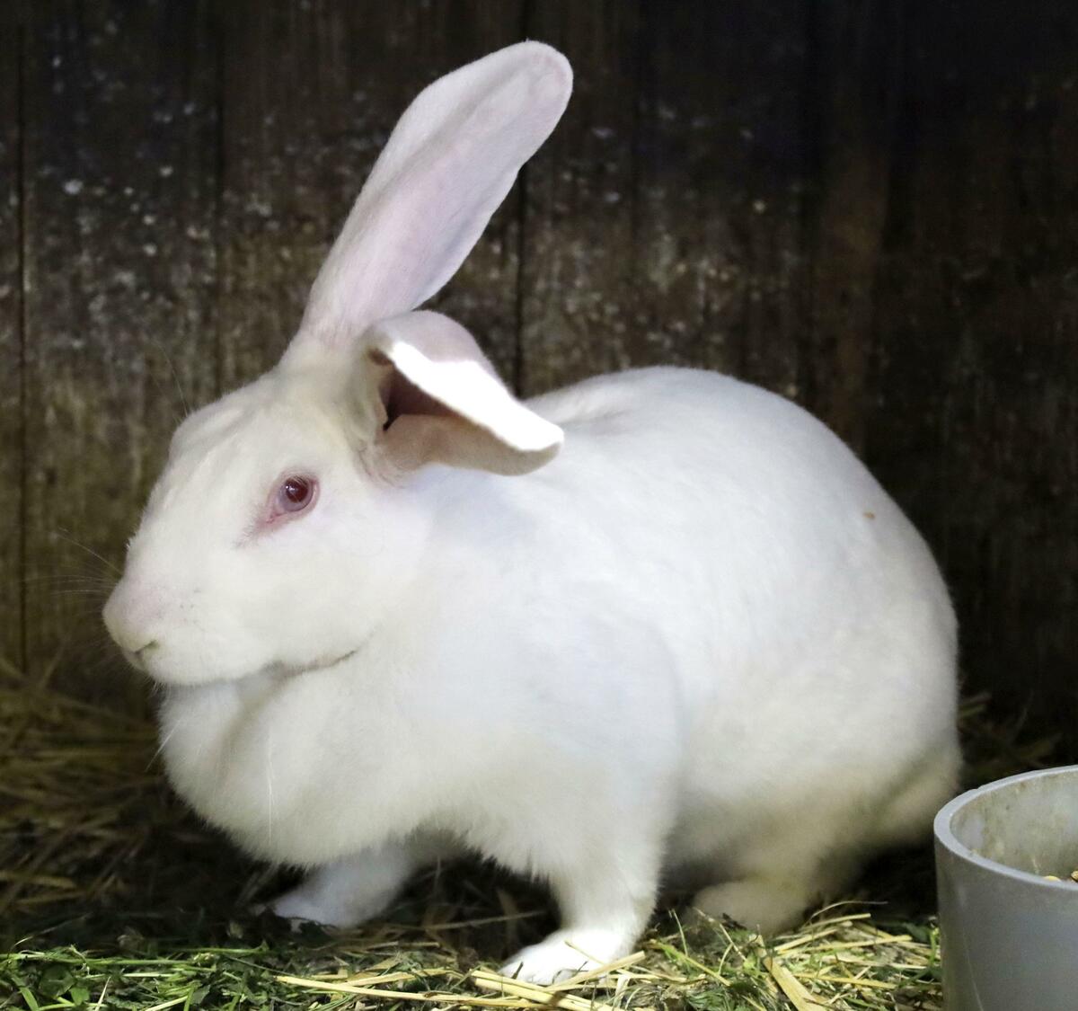 FEATURE: Akita's jumbo rabbit cuisine under threat as suppliers age, tastes evolve