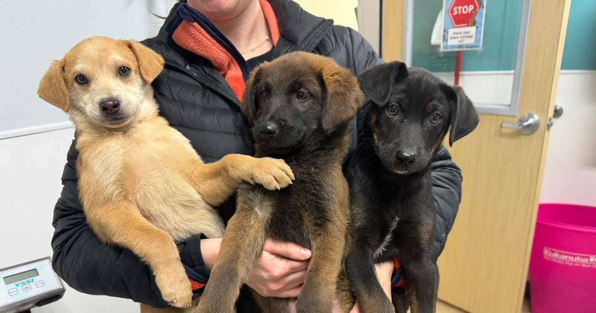 Alaska nonprofit rescues 180 dogs — and a turtle — after flooding
