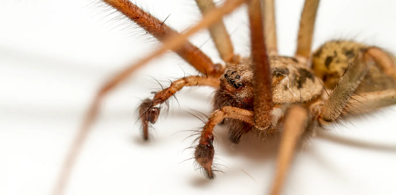 What do spiders really get up to on Halloween?