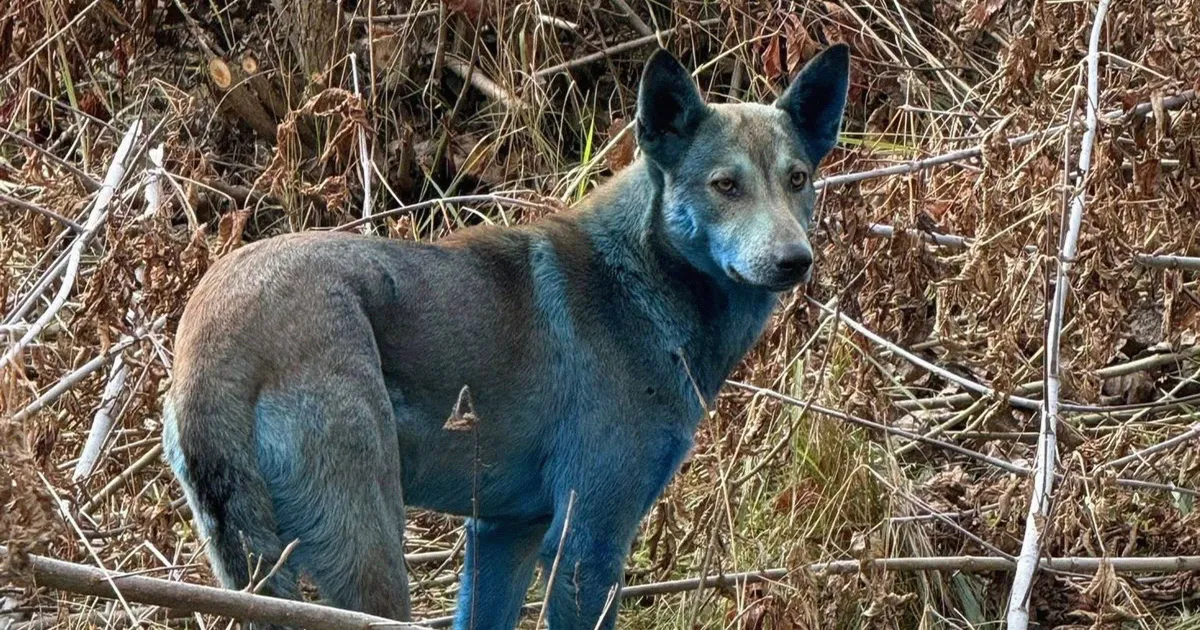 Stray Dogs in Chernobyl Zone Turn Mildly Blue