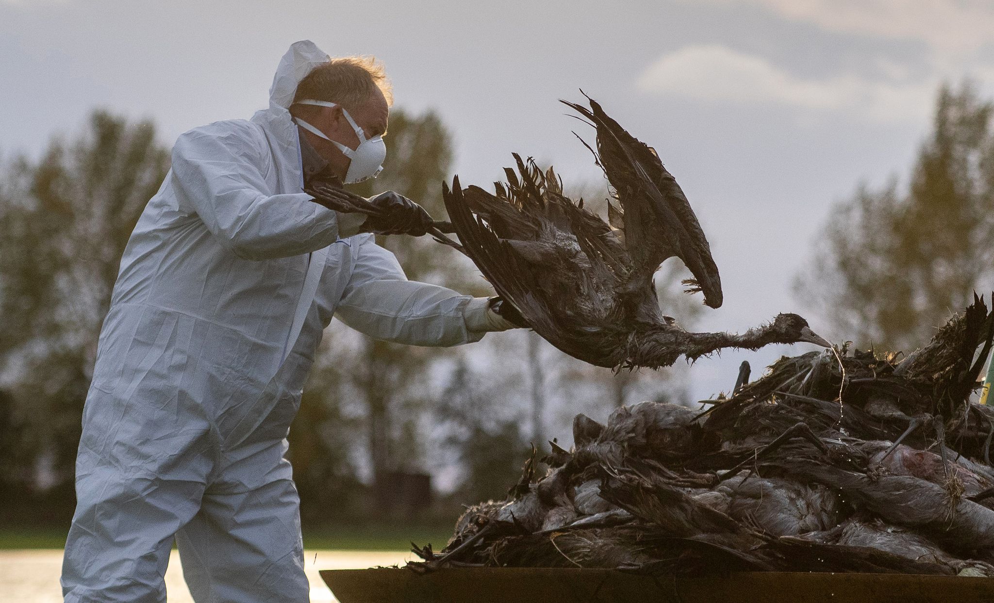 Severe bird flu in Germany spreads further on poultry farms