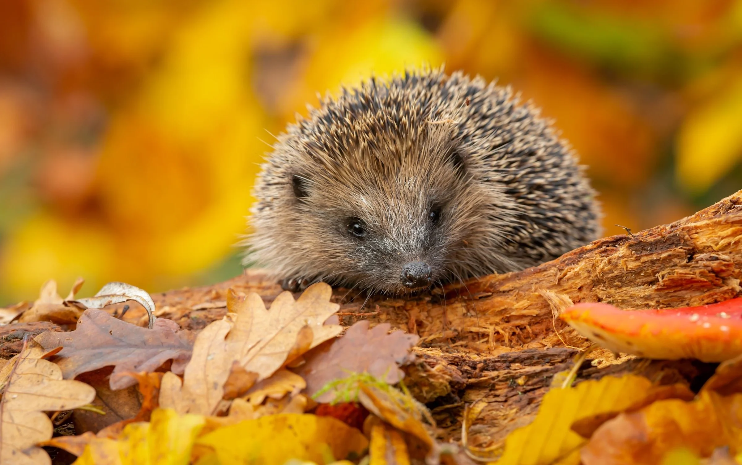 GP surgery’s plans to cut NHS wait times delayed... by hedgehogs