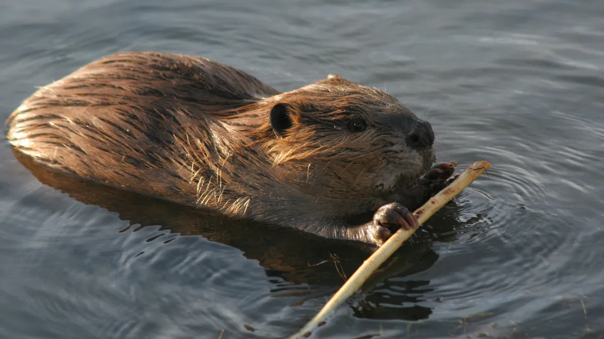 Beaver found dead on Colorado river tests positive for tularemia, raising concerns of spread