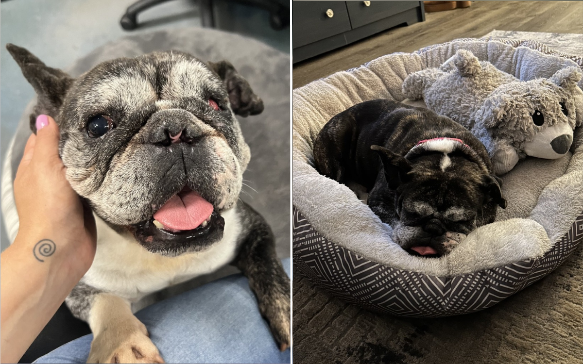 Shelter Dog Ignored by Visitors After Attack Led To Life-Changing Injury