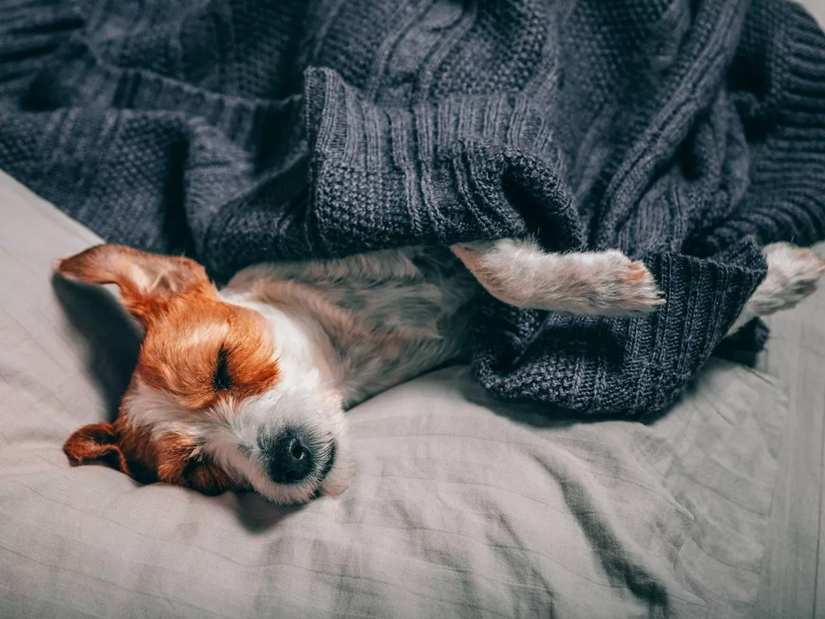 Vet explains whether you should let your cat or dog sleep in your bed
