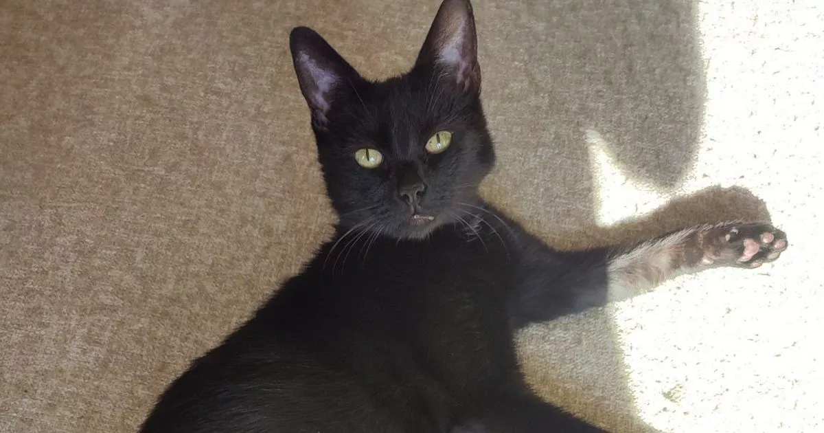 Elderly Glasgow cat Toothless becomes 'ball of energy' after finding forever home