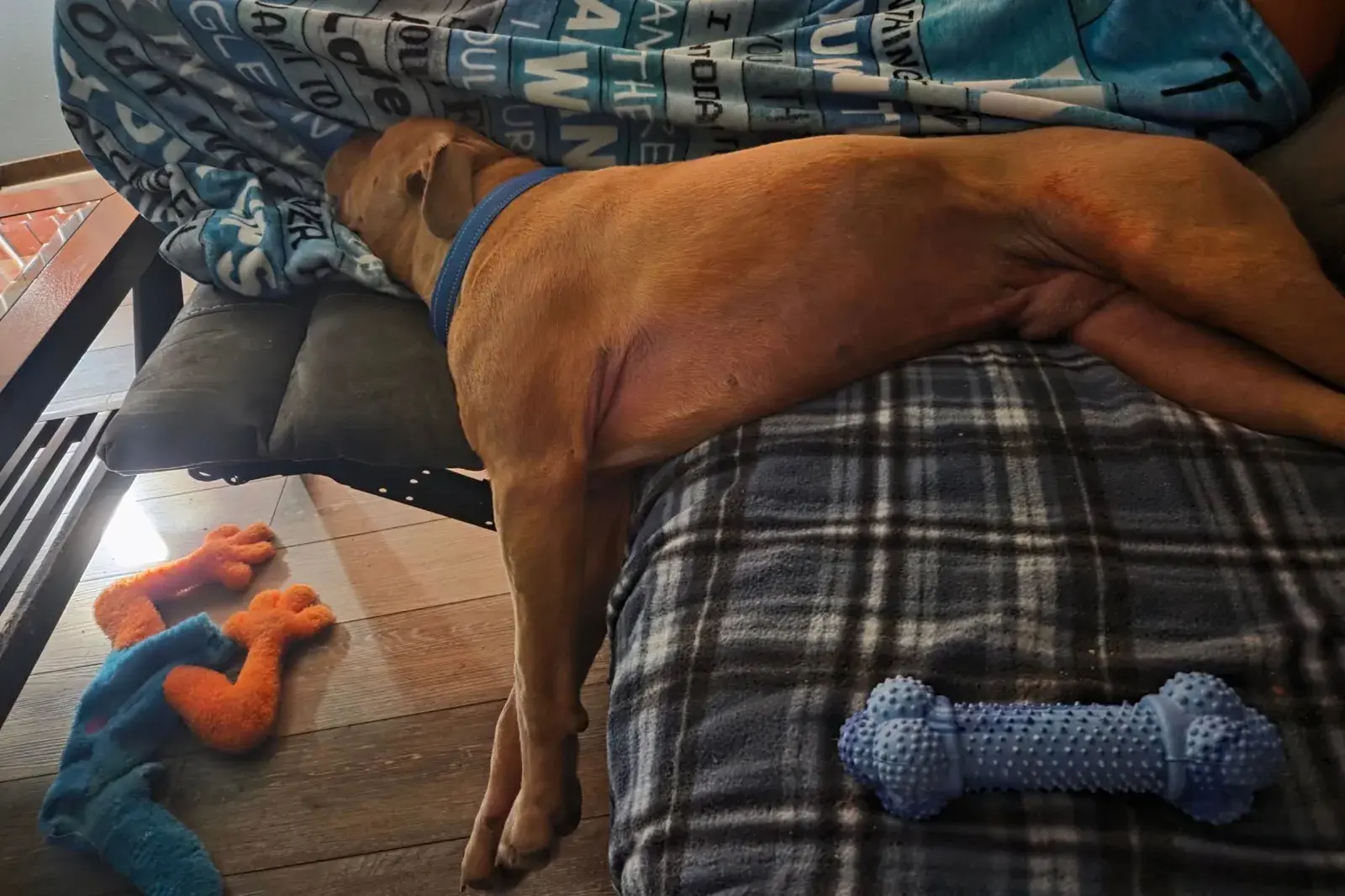 Dog in Shelter 549 Days Finally Adopted—Then Staff See a Photo of Him