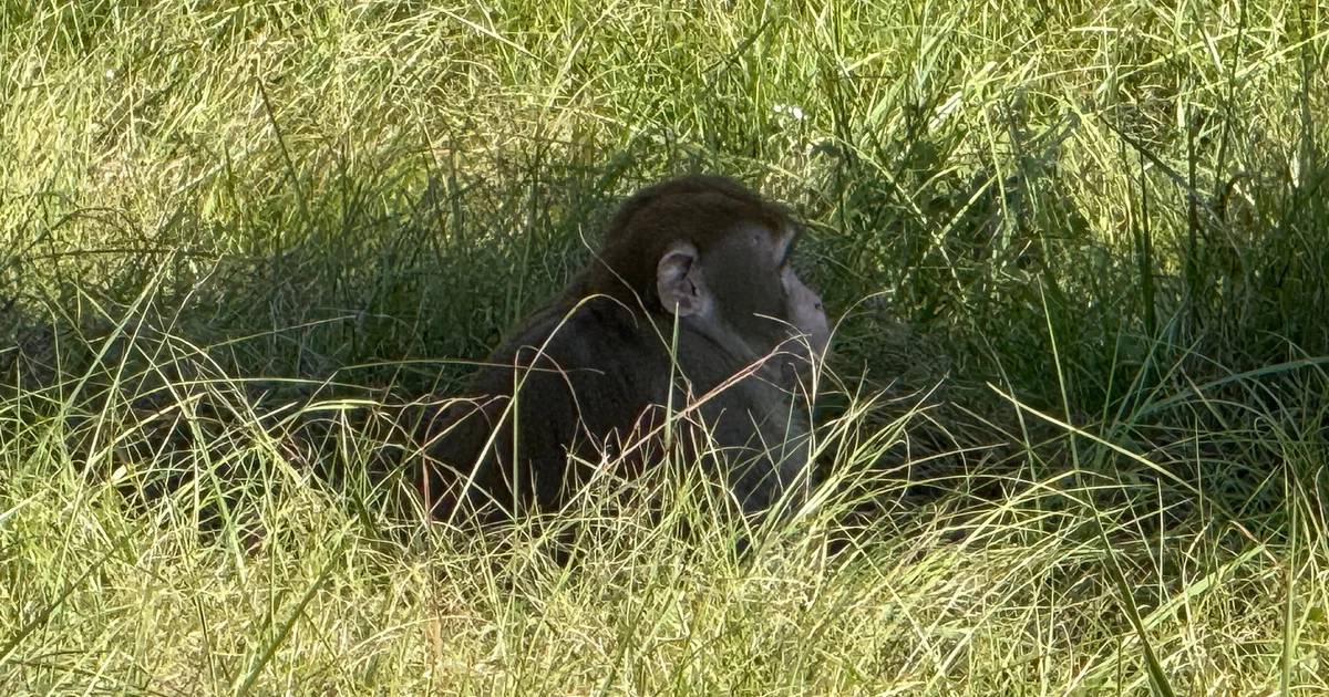 Mississippi woman kills escaped monkey, fearing for her children's safety